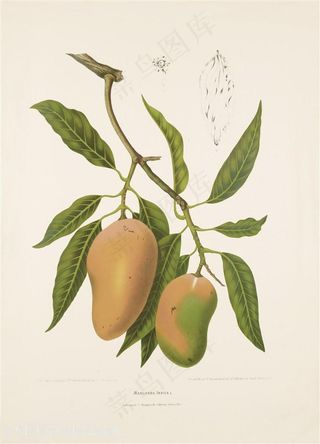 猕猴桃水彩树枝插画