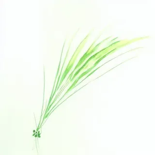 一支草png免抠
