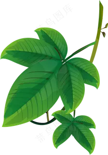 手绘草本中药药材 手绘草本中药药材