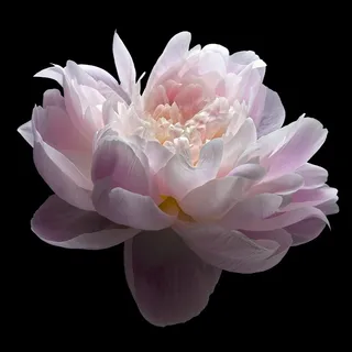 超高清芍药特写鲜花图片 超高清芍药特写鲜花图片