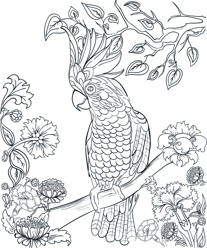 卡通手绘鸟类黑白线描线稿