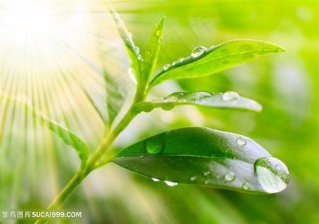 唯美树叶水珠水滴写真高清图