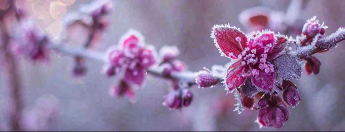 冬天冬季树枝雪景唯美浪漫大雪小雪结冰摄影图(1712x657)