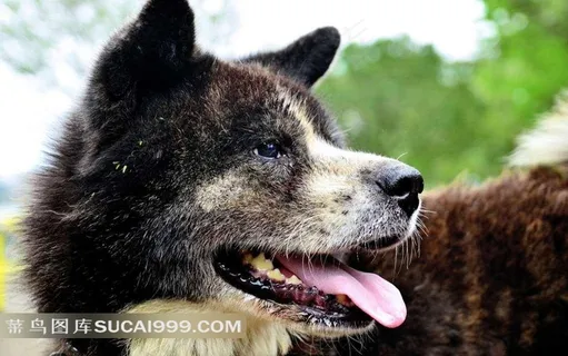 一只黑色秋田犬 一只黑色秋田犬