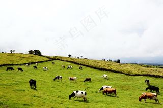 牧场奶牛群图片