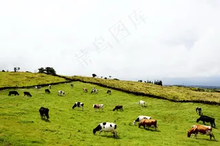 牧场奶牛群图片