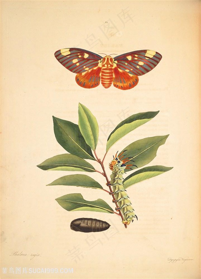 蝴蝶植物树叶毛毛虫复古图谱