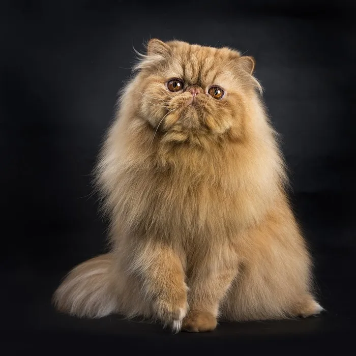 黑色背景波斯猫咪图片设计素材