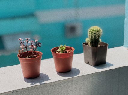 小盆栽室内植物图片 小盆栽室内植物图片