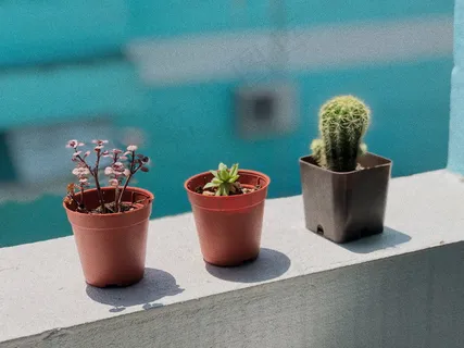 小盆栽室内植物图片 小盆栽室内植物图片