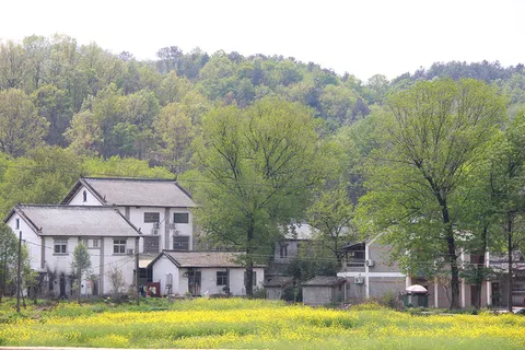 山村油菜花摄影图