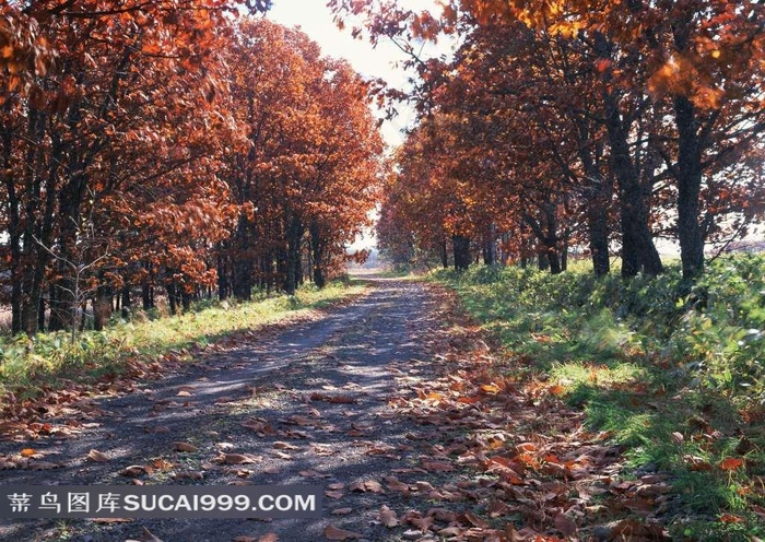 唯美秋天落叶和道路风景素材图片