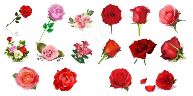 玫瑰花月季花