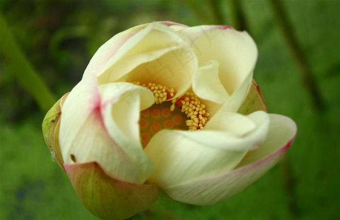 洁白的荷花摄影