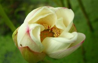 洁白的荷花摄影