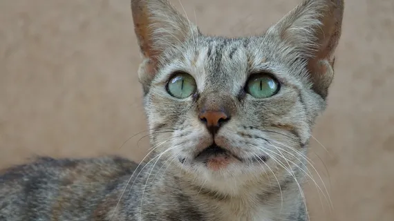 宠物萌猫咪图片 宠物萌猫咪图片