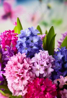 彩色丁香花图片 彩色丁香花图片