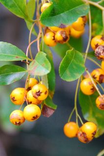 黄色浆果自然 绿色 果 健康