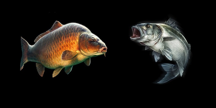 鲤鱼捕鱼捕食鱼插画手绘