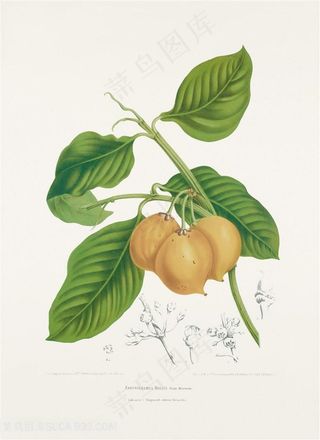 手绘人参果植物插画图片
