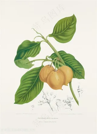 手绘人参果植物插画图片