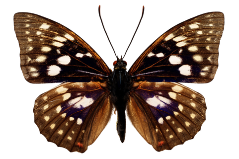 蝴蝶 彩蝶 花蝴蝶 动物 昆虫 免抠