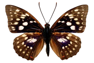 蝴蝶 彩蝶 花蝴蝶 动物 昆虫 免抠