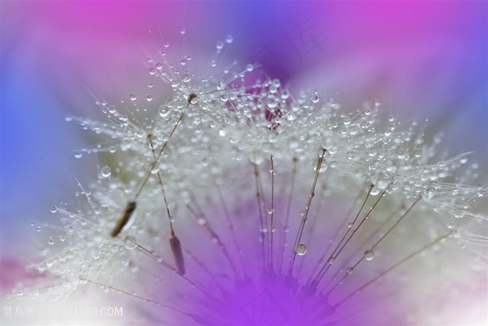 唯美布满水珠的蒲公英鲜花图片