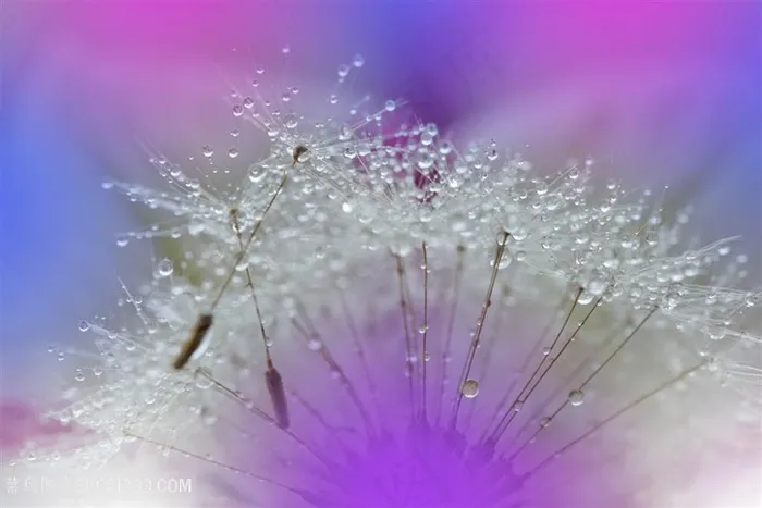 唯美布满水珠的蒲公英鲜花图片