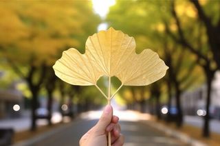 手拿着一片黄叶子秋天背景