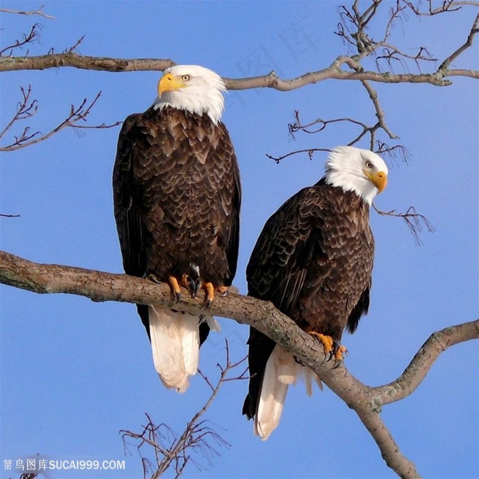 两只竖起羽毛的老鹰图片