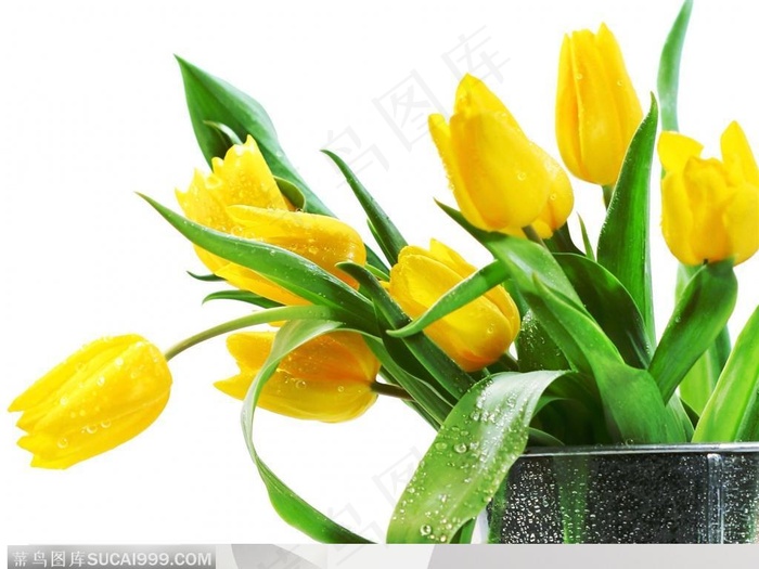 黄色郁金香清新花朵背景高清图片