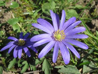 野生银莲花图片