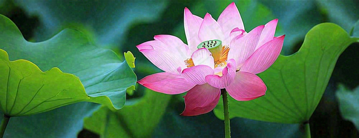 夏天荷花荷花池荷叶，处暑小暑大暑夏至立夏摄影图(1712x659)