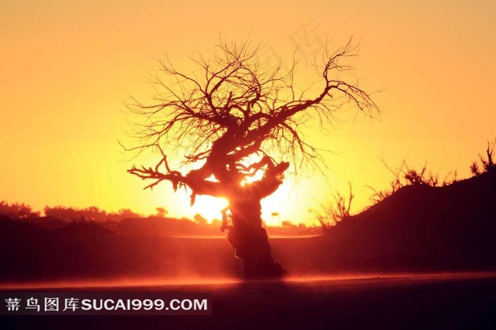 夕阳下美丽大树摄影图片