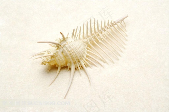 大海的贝壳和海螺精美大图