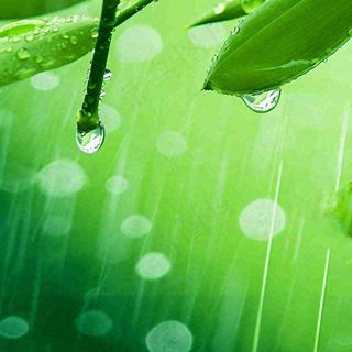 清新绿色春天绿芽叶子雨水露珠，春分谷雨摄影图