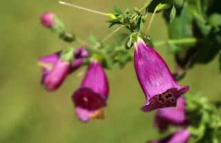 紫色地黄花图片
