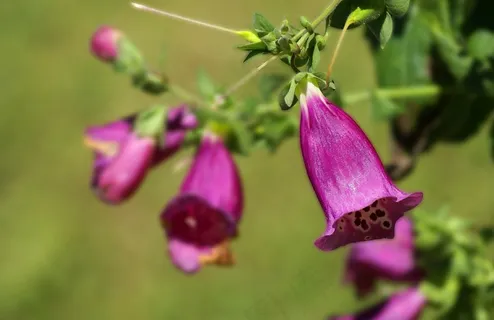 紫色地黄花图片 紫色地黄花图片