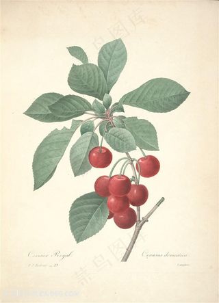 雷杜德高清唯美樱桃植物手绘插画图片