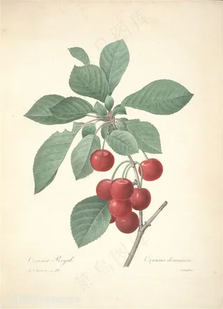雷杜德高清唯美樱桃植物手绘插画图片