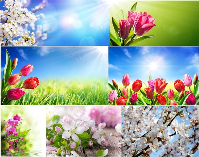 美丽的花朵景色高清图片