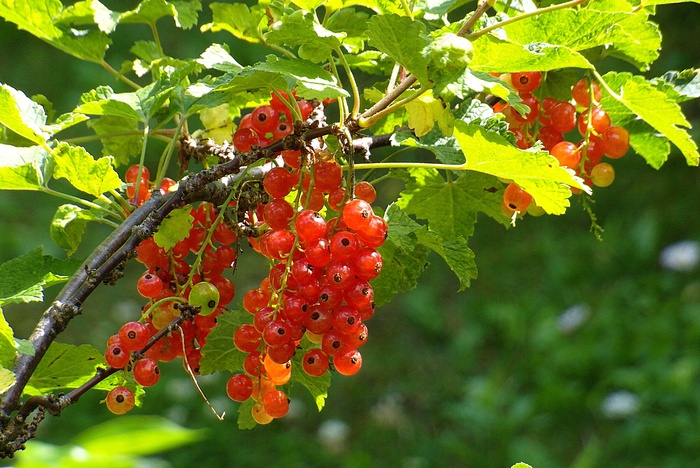 树枝上红醋栗图片