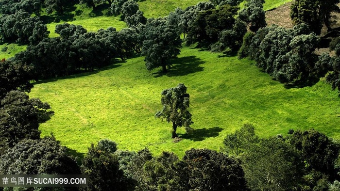 唯美草地树木壁纸