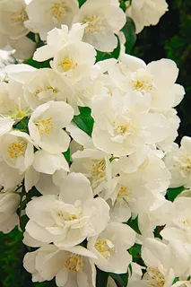 花朵, 白色的, 性质, 植物群 茉莉花 夏天