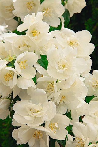 花朵, 白色的, 性质, 植物群 茉莉花 夏天