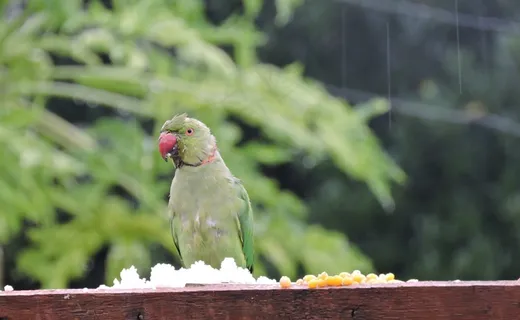 绿色鹦鹉高清图片 绿色鹦鹉高清图片