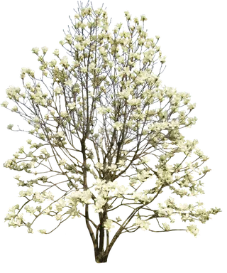 树木树枝树叶免扣素材