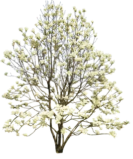 树木树枝树叶免扣素材 树木树枝树叶免扣素材