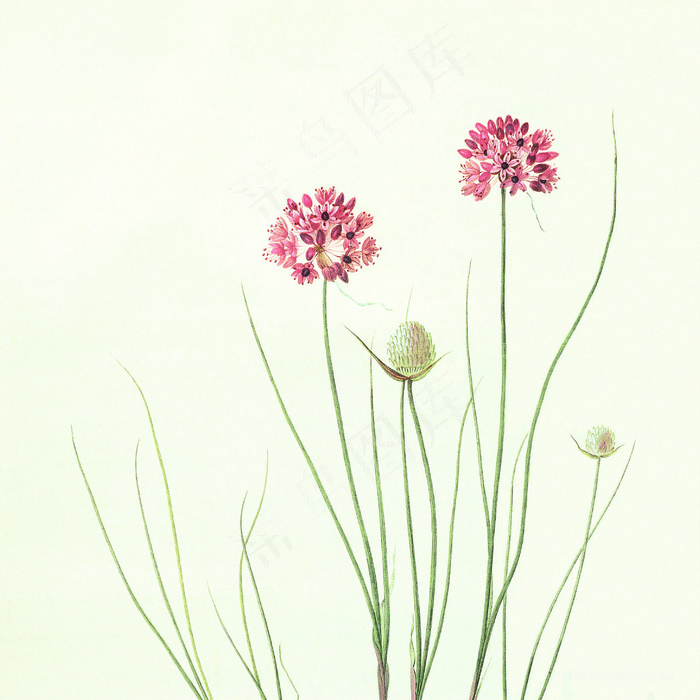 唯美花束插画